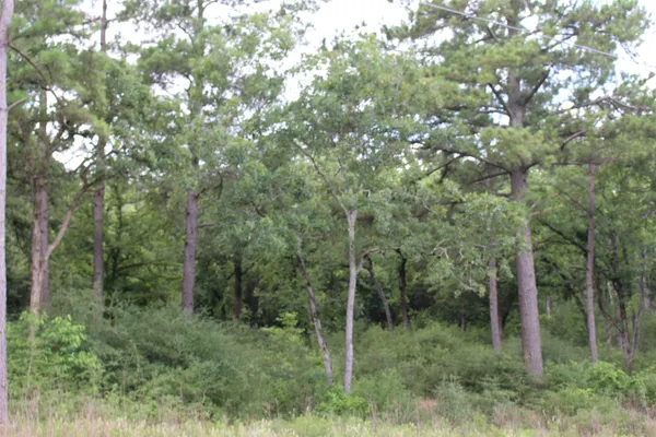 a view of a lush green forest