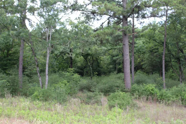 a view of a forest