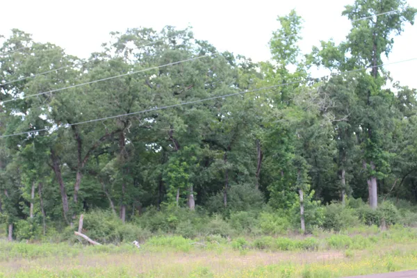 a view of a lush green forest