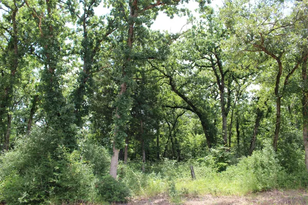 a view of a lush green forest