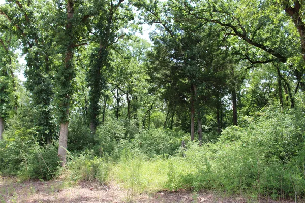 a view of a lush green forest