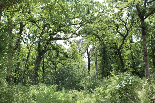 a view of a lush green forest