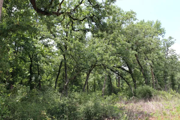 a view of a lush green forest