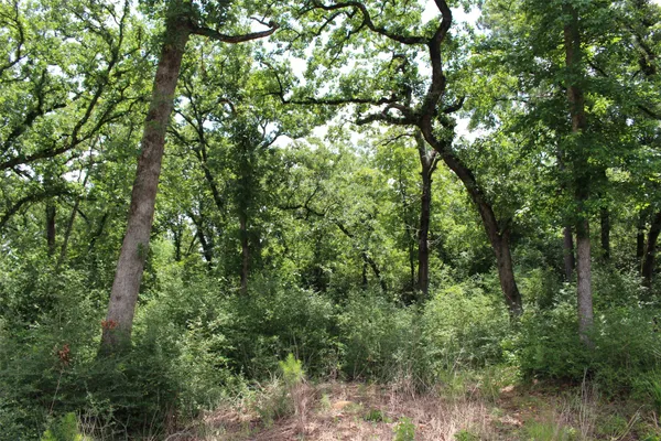 a view of a lush green forest