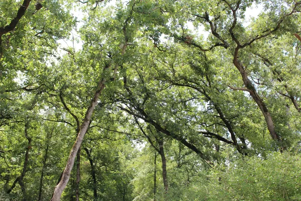a view of a tree in a yard