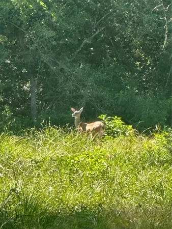 a view of a lake with a tree