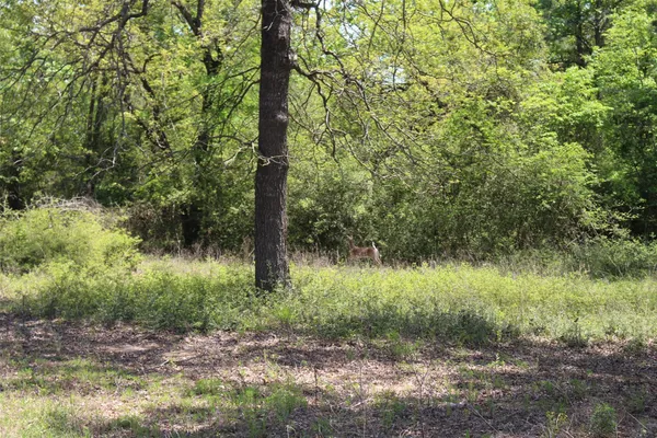 a view of a forest with a tree