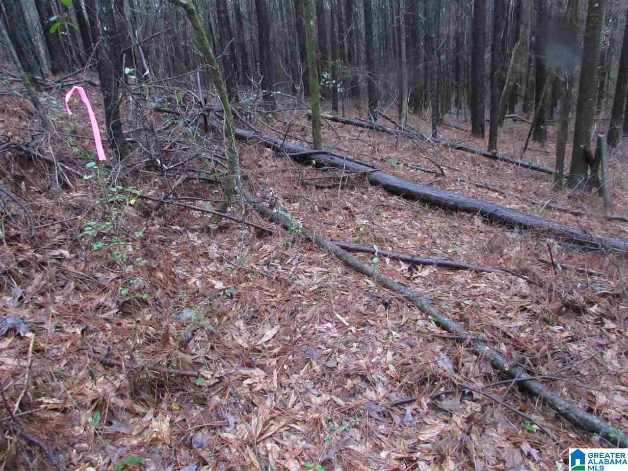 0 West Kirksey Road Eastaboga, AL 36260 - Photo 1 of 6