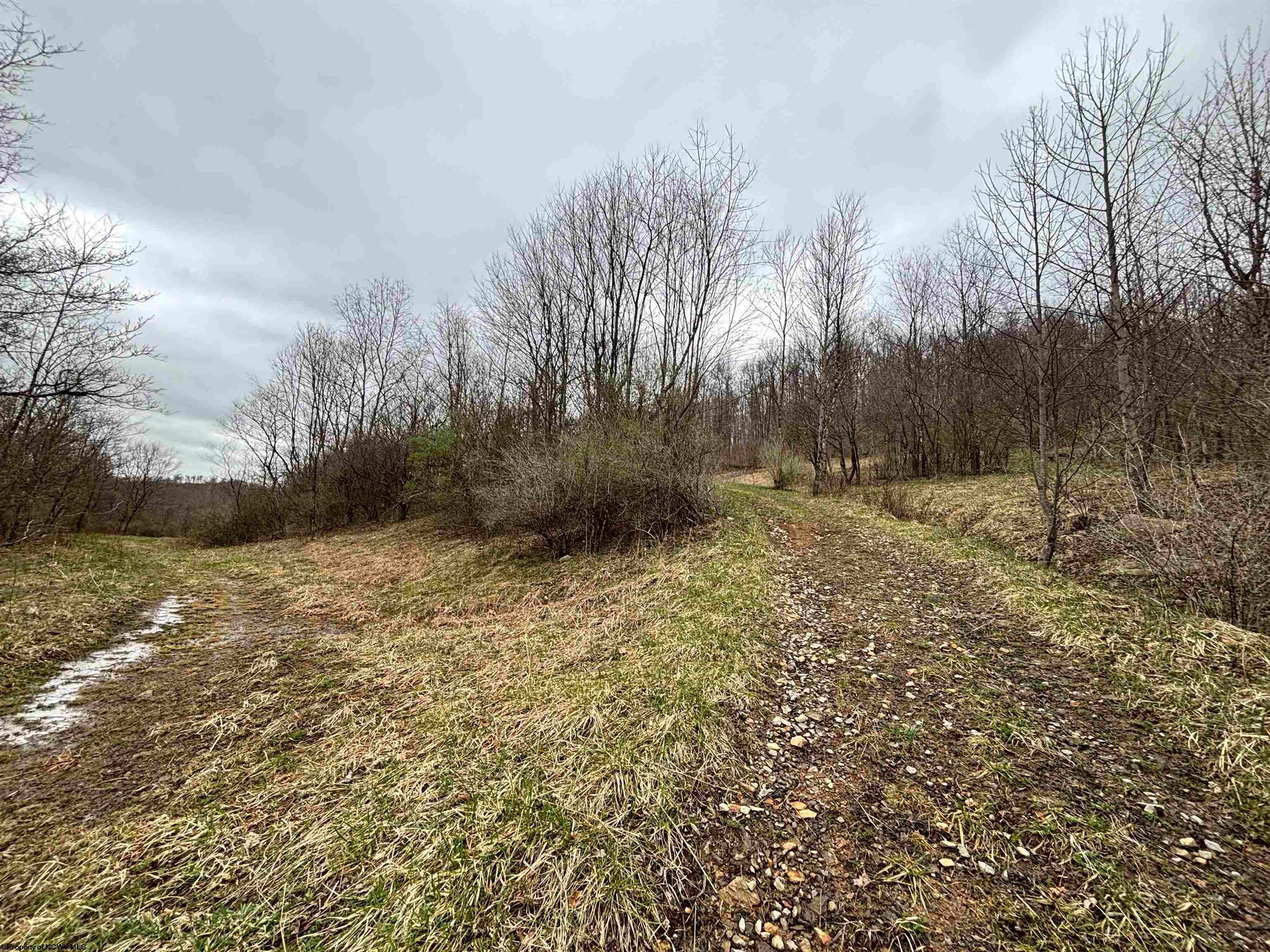 Tbd Hunters Fork Road Belington, WV 26250 - Photo 8 of 10 Gallery Image 8
