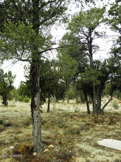 3097 Ponderosa Road Overgaard, AZ 85933 - Photo 3 of 26 a view of a yard with plants and trees