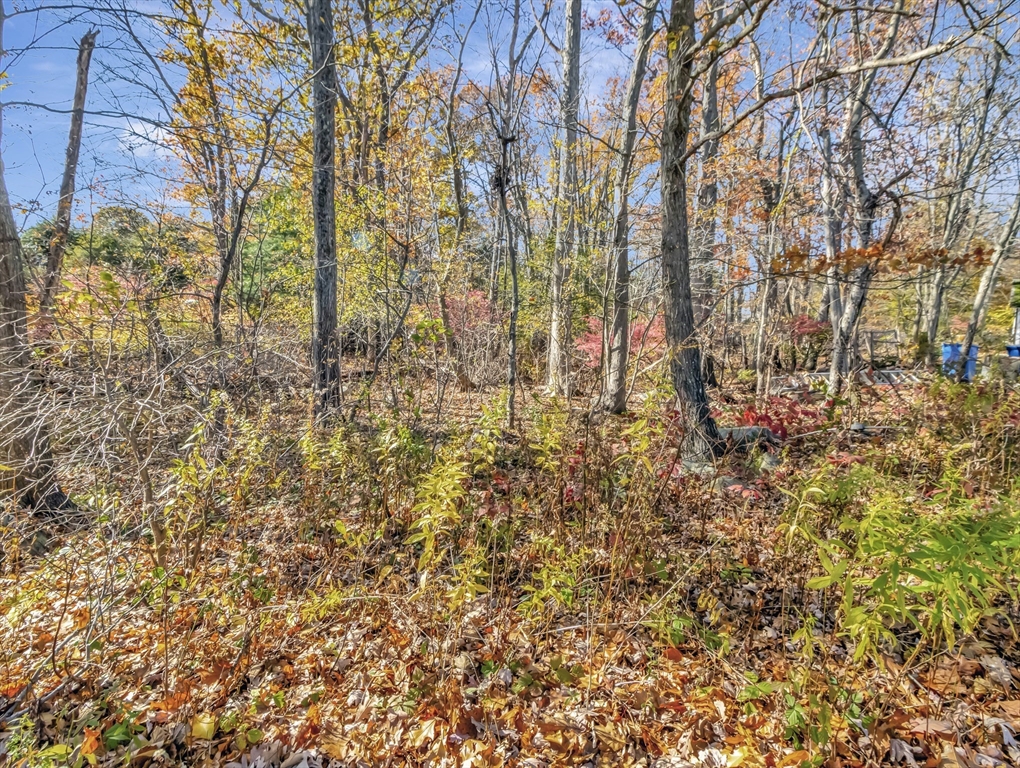 9 Madison Avenue Randolph, MA 02368 - Photo 6 of 30 a view of yard with large trees