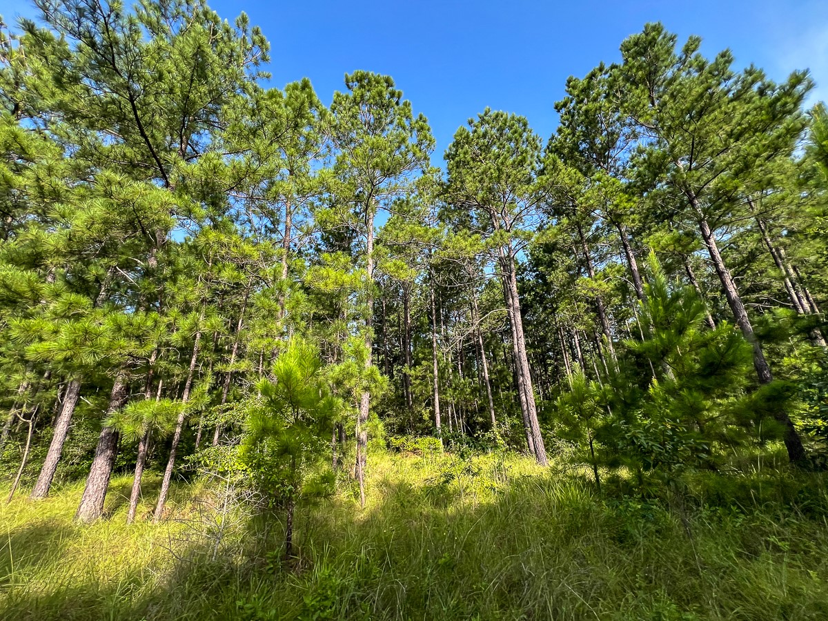 6 Fm 2989 Midway, TX 75852 - Photo 11 of 17