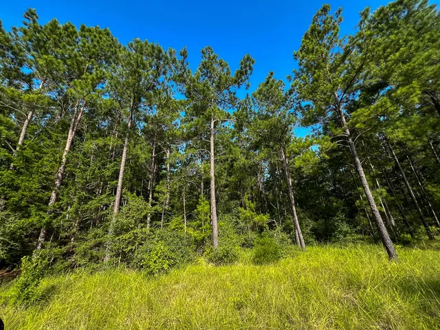 a view of outdoor space with trees all around