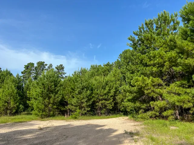 a view of a lush green space