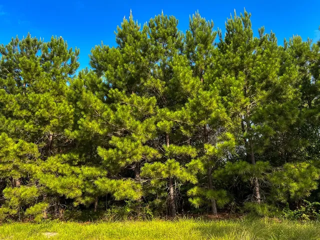 a view of a large yard with plants and large trees
