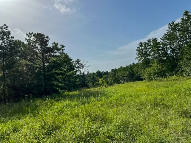 a view of a lush green space