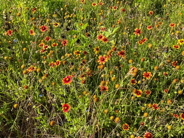 a view of a bunch of trees