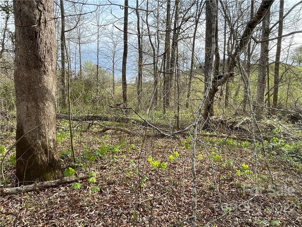 4058 Coxe Road Tryon, NC 28782 - Photo 14 of 31 a view of a garden