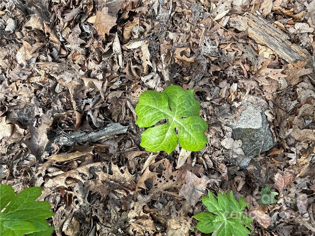 4058 Coxe Road Tryon, NC 28782 - Photo 22 of 31 unknown