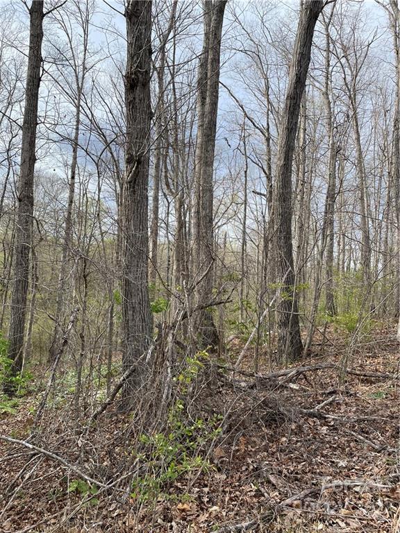 4058 Coxe Road Tryon, NC 28782 - Photo 29 of 31 a backyard of a house with lots of green space