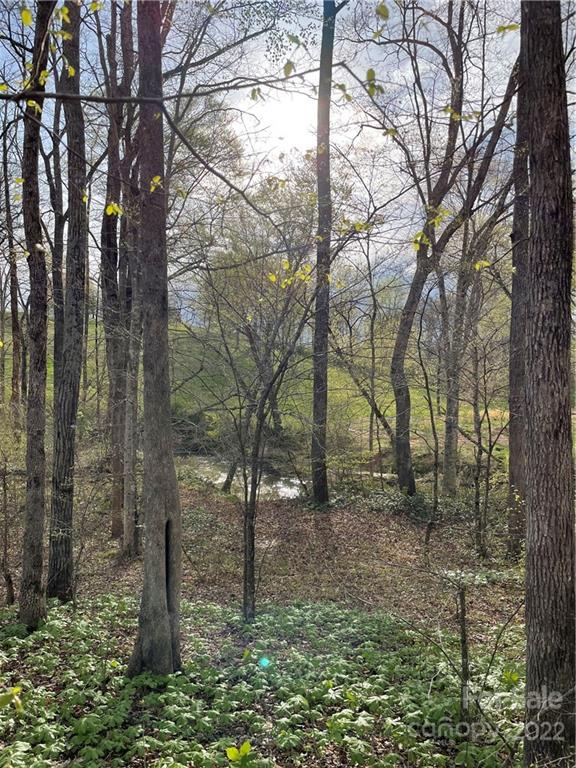 4058 Coxe Road Tryon, NC 28782 - Photo 30 of 31 a view of a forest filled with trees