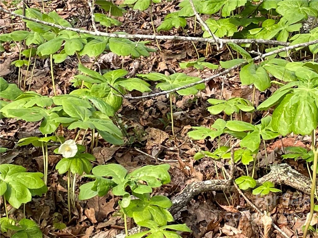 4058 Coxe Road Tryon, NC 28782 - Photo 31 of 31 a plant with a bunch of flowers