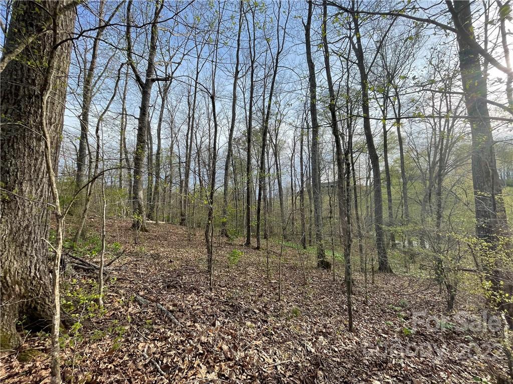 4058 Coxe Road Tryon, NC 28782 - Photo 9 of 31 a view of a forest with a trees