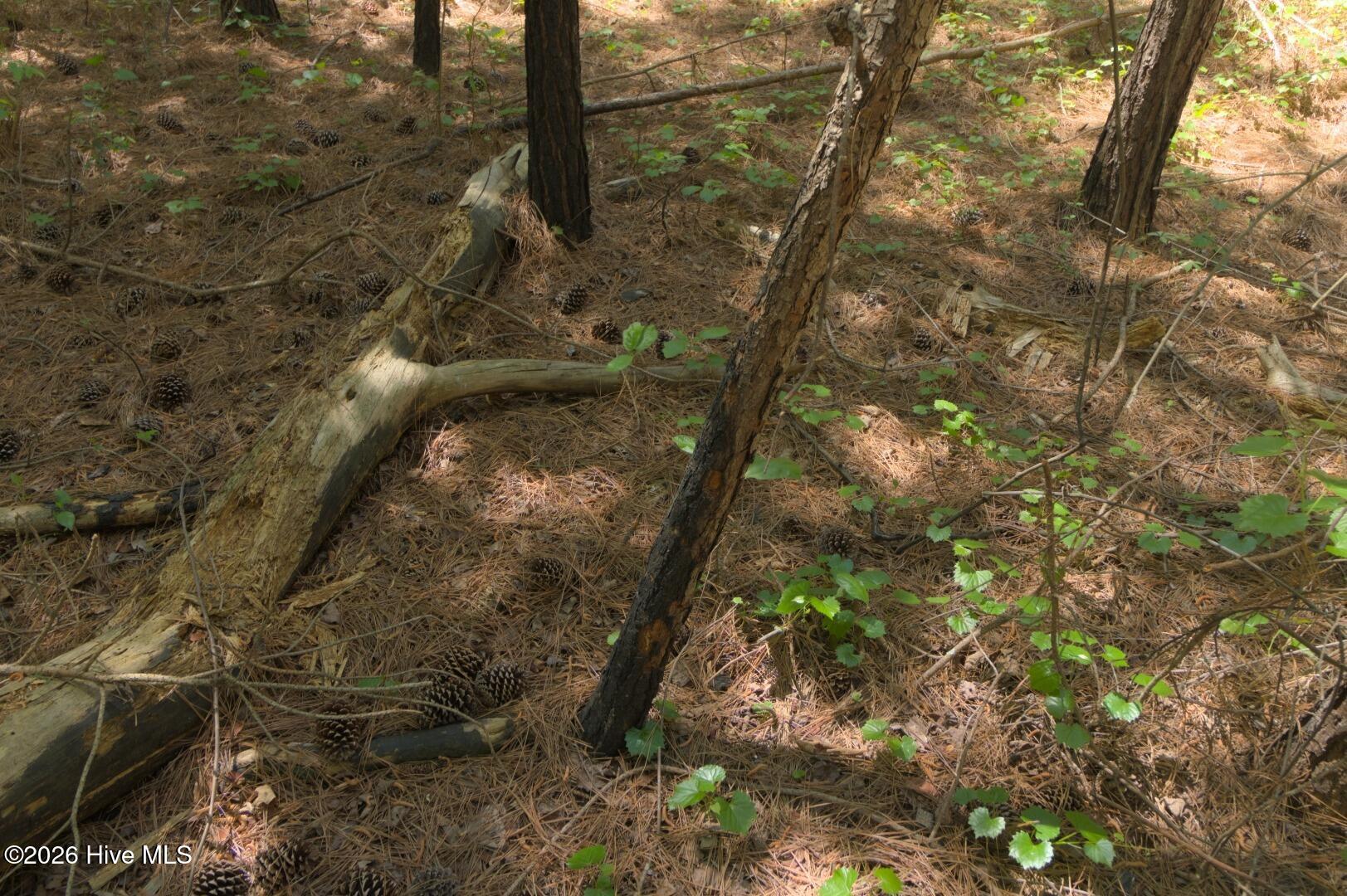 0 Sr 1226 Road Aberdeen, NC 28315 - Photo 41 of 43 Ground Site 20 Fire Damage alt