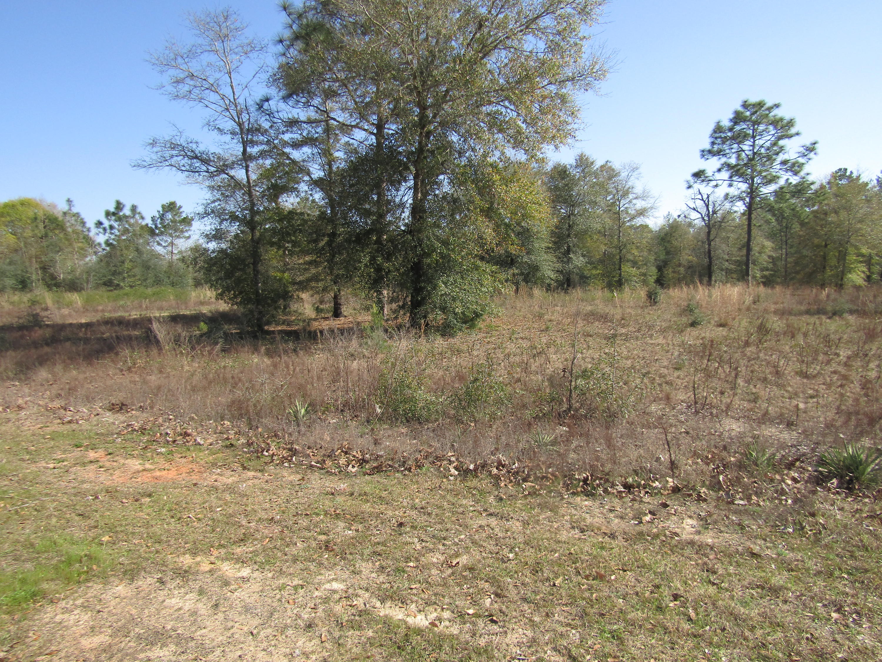 2.5-acres Spring Hill Road DeFuniak Springs, FL 32433 - Photo 1 of 3 a view of a yard with a tree