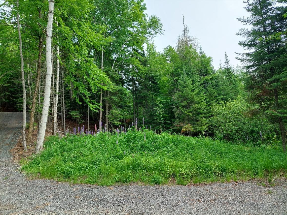 64 Chestnut Lane Rangeley, ME 04970 - Photo 34 of 36 New leach field