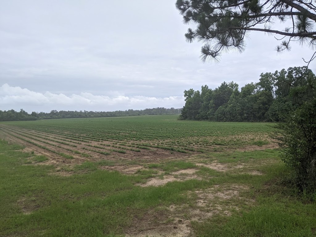 0 Ed Tolar Road Pansey, AL 36370 - Photo 3 of 7