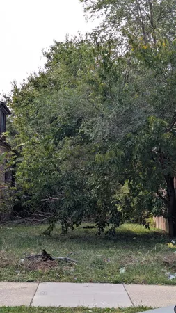 a view of a yard with a tree