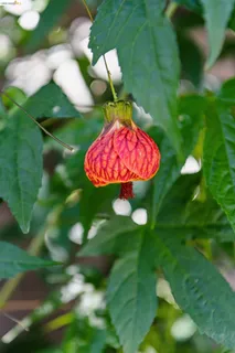 $995,000 | 575 58th Street, Oakland, CA 94609