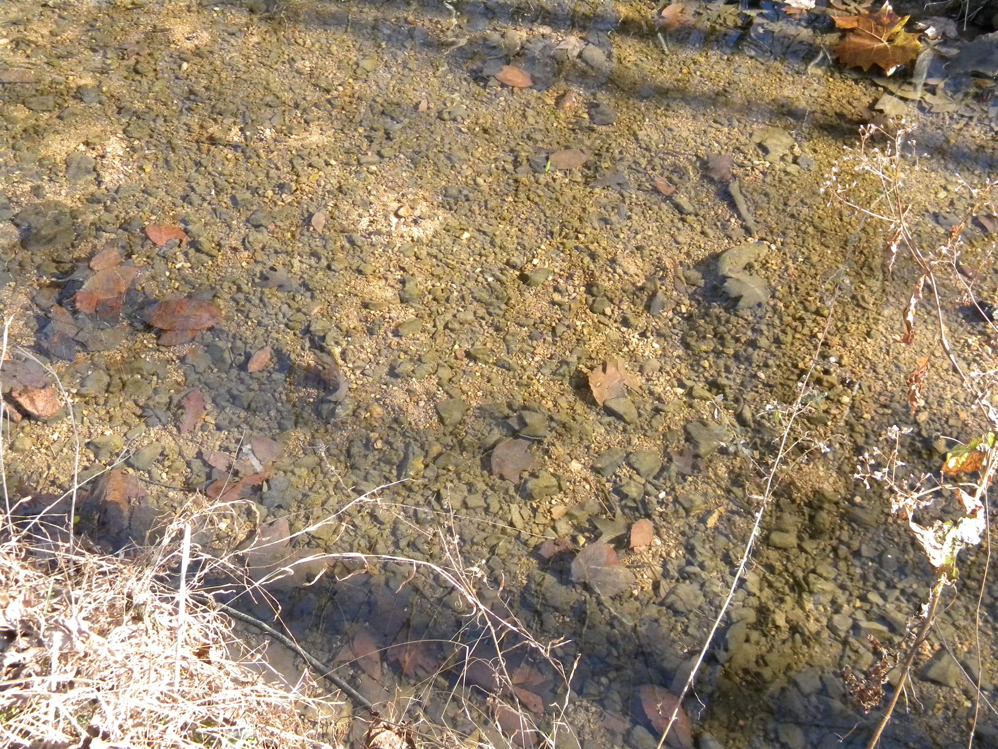 102 Salem Road Hohenwald, TN 38462 - Photo 25 of 27 Crystal Clear water and plenty of minnows