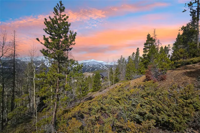 a view of a forest with a tree in the background