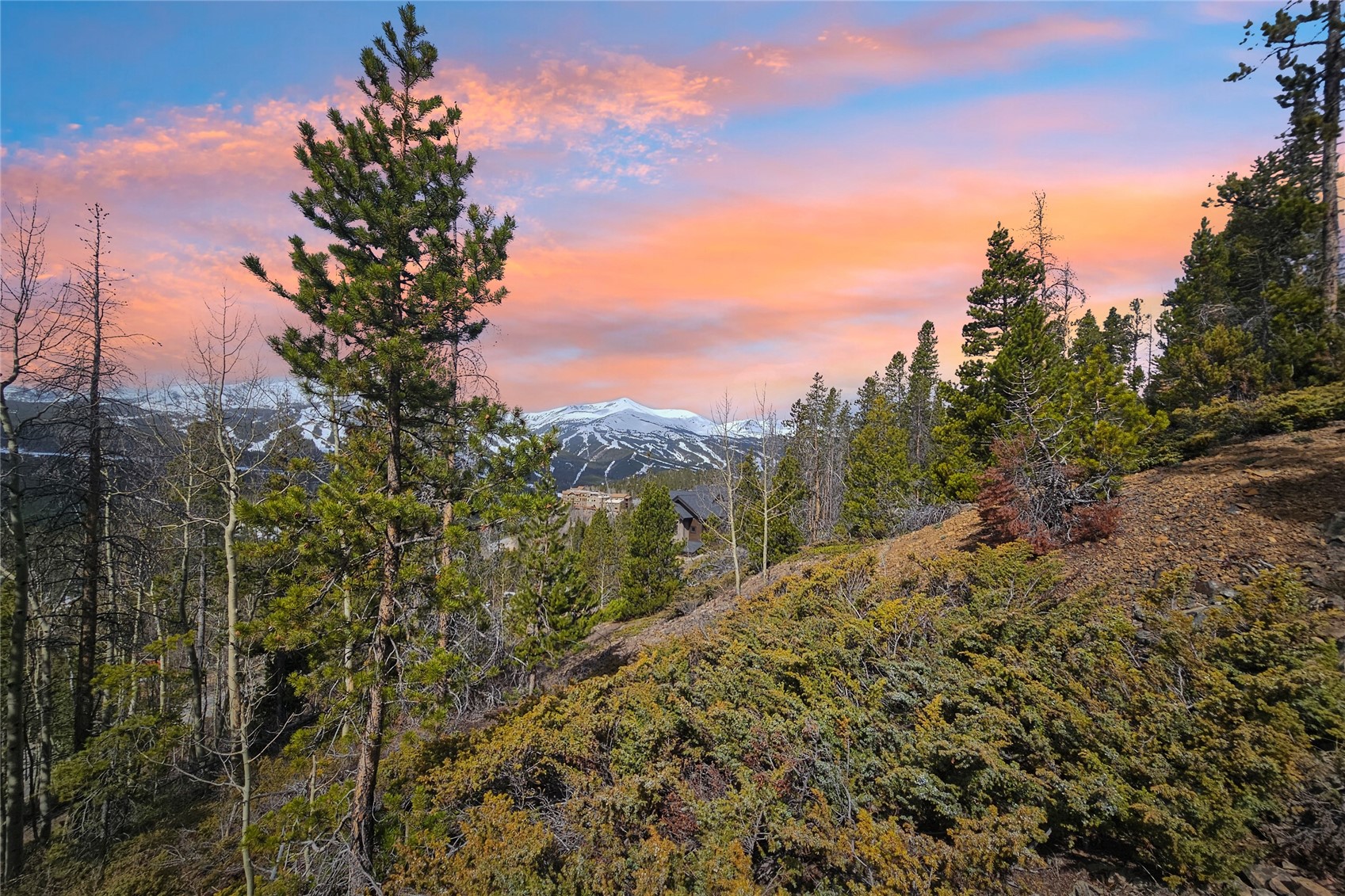 2211 Boreas Pass Road Breckenridge, CO 80424 - Photo 5 of 20 a view of a forest with a tree in the background