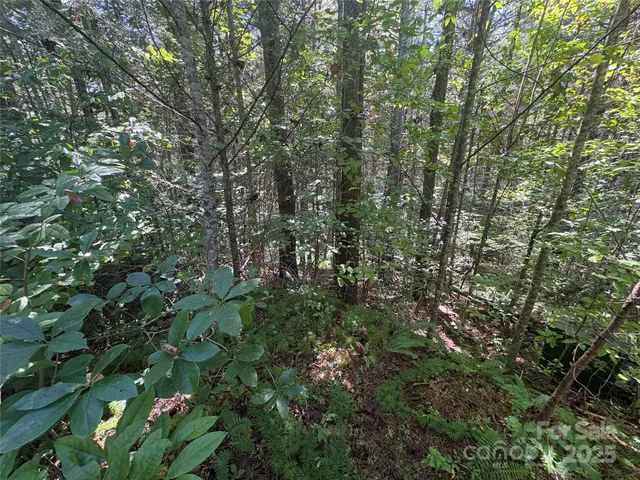 a view of a forest with a tree