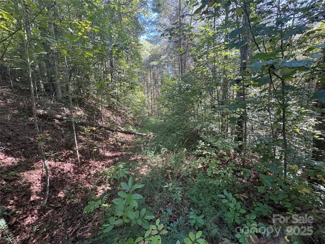 a view of a forest with a tree