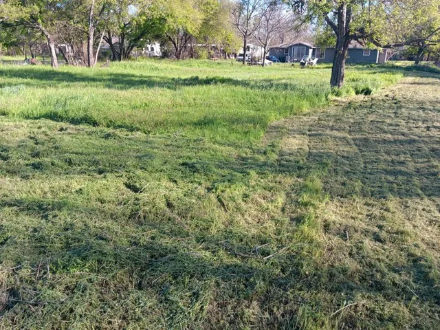 a view of a trees in a yard