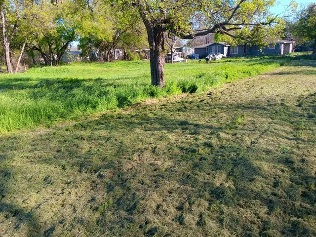 a view of a trees in a yard