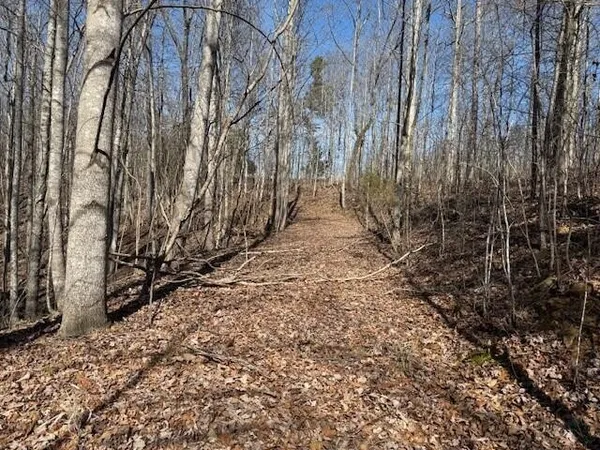 a view of a yard with trees