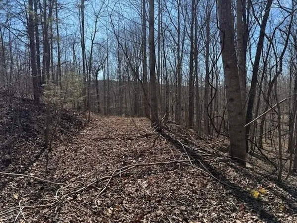 a view of a yard with large trees
