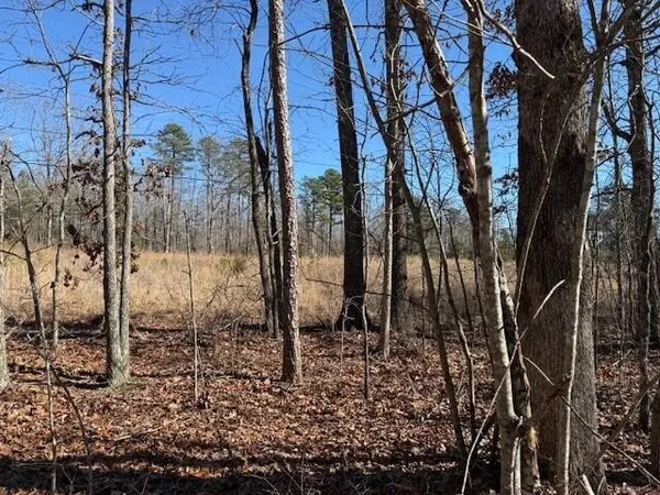 a view of a yard with large trees