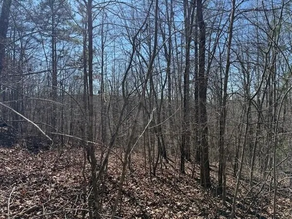 a view of a forest with large trees