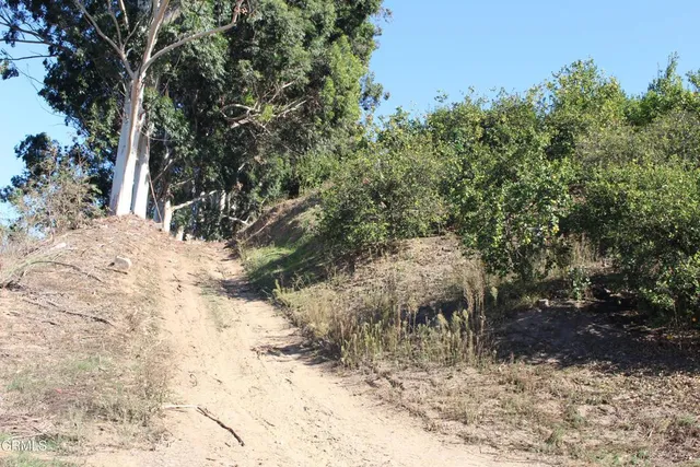 a view of a tree in a yard