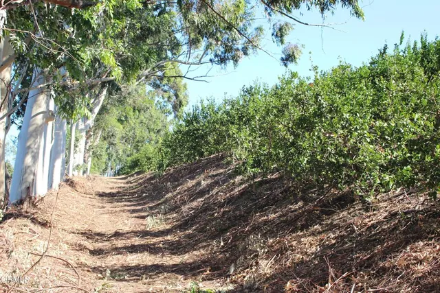 a view of a forest with a tree in the background