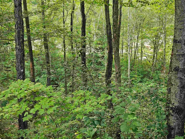 $769,000 | 6 Cliff Road, Unit 1, Lincoln, NH 03251