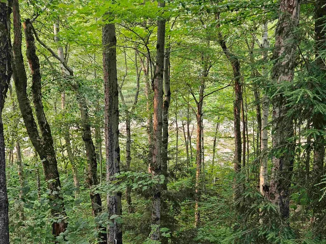 $769,000 | 6 Cliff Road, Unit 1, Lincoln, NH 03251