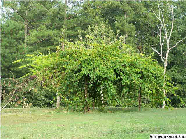 48588 Highway 231 Oneonta, AL 35121 - Photo 28 of 28