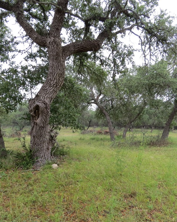 0 Pecos Drive Wimberley, TX 78676 - Photo 12 of 12 a big yard with lots of green space and plants